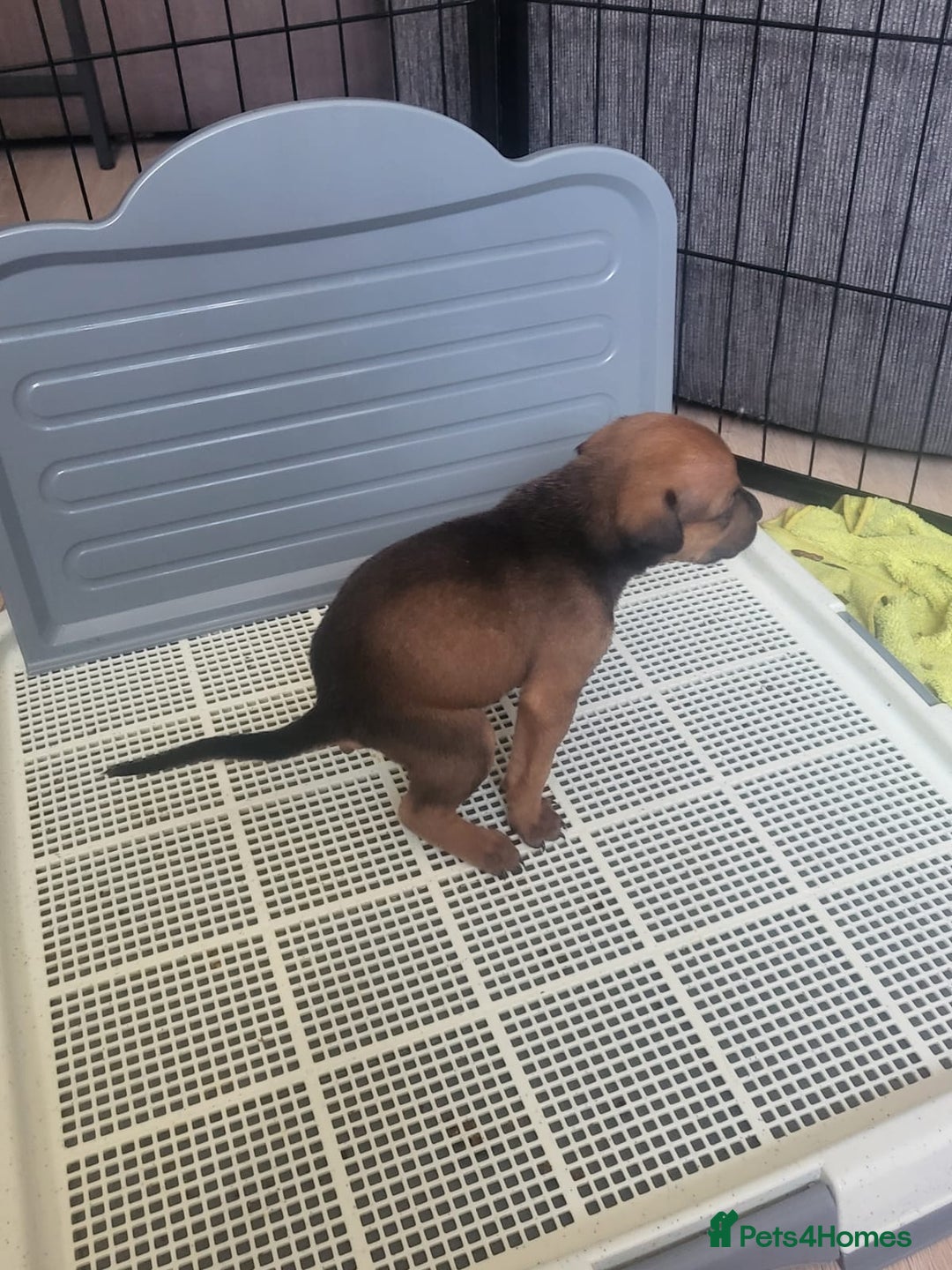 Mixed Breed dogs for sale: Beautiful Ridgeback Staffy x Rottweiler Puppies - Image 14