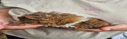 Guinea Pig rodents for sale: Guinea pigs  - Advert 12