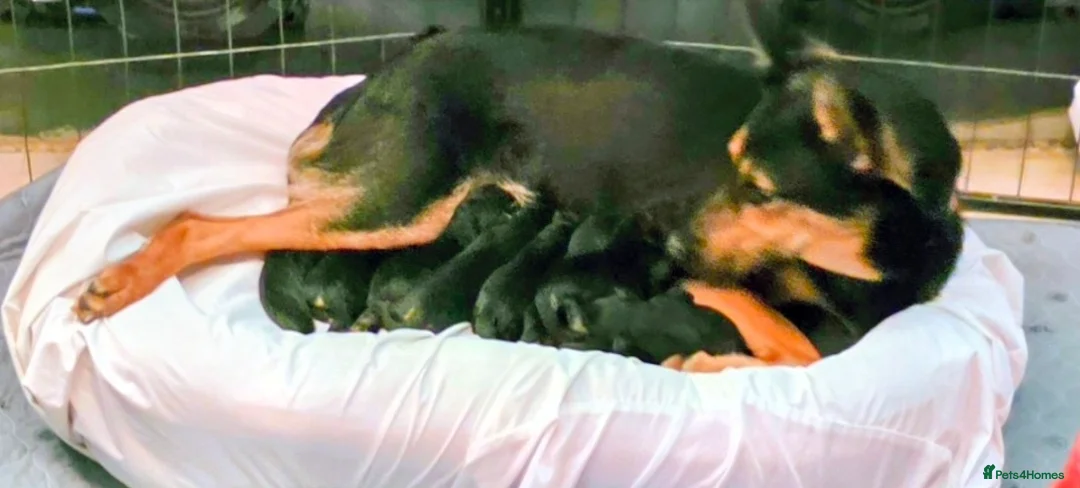 Mixed Breed dogs for sale: Doberman shepherd x german shepherd puppies  - Advert 2