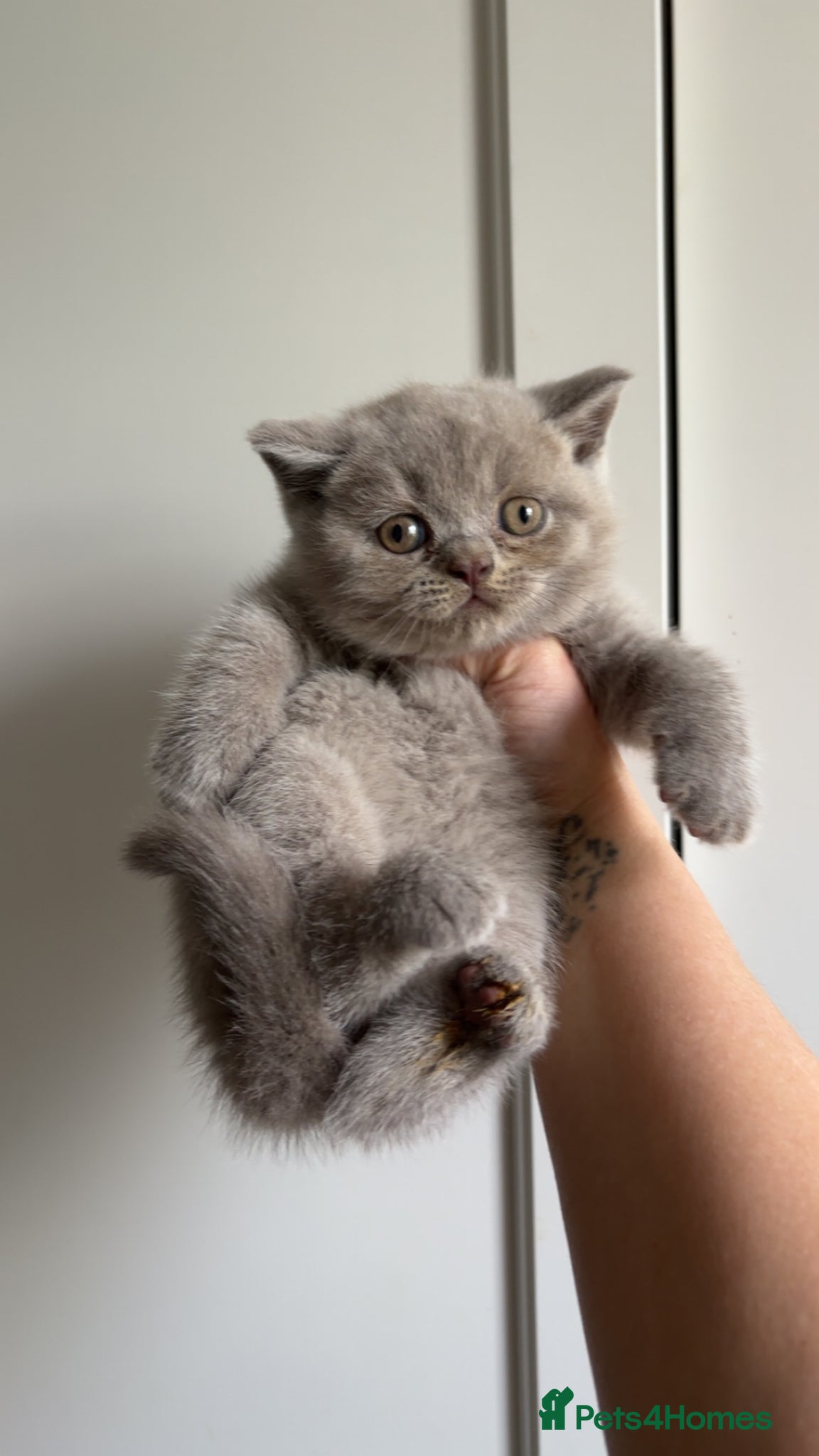 British Shorthair cats Adorable Pedigree British shorthairs - Advert 1