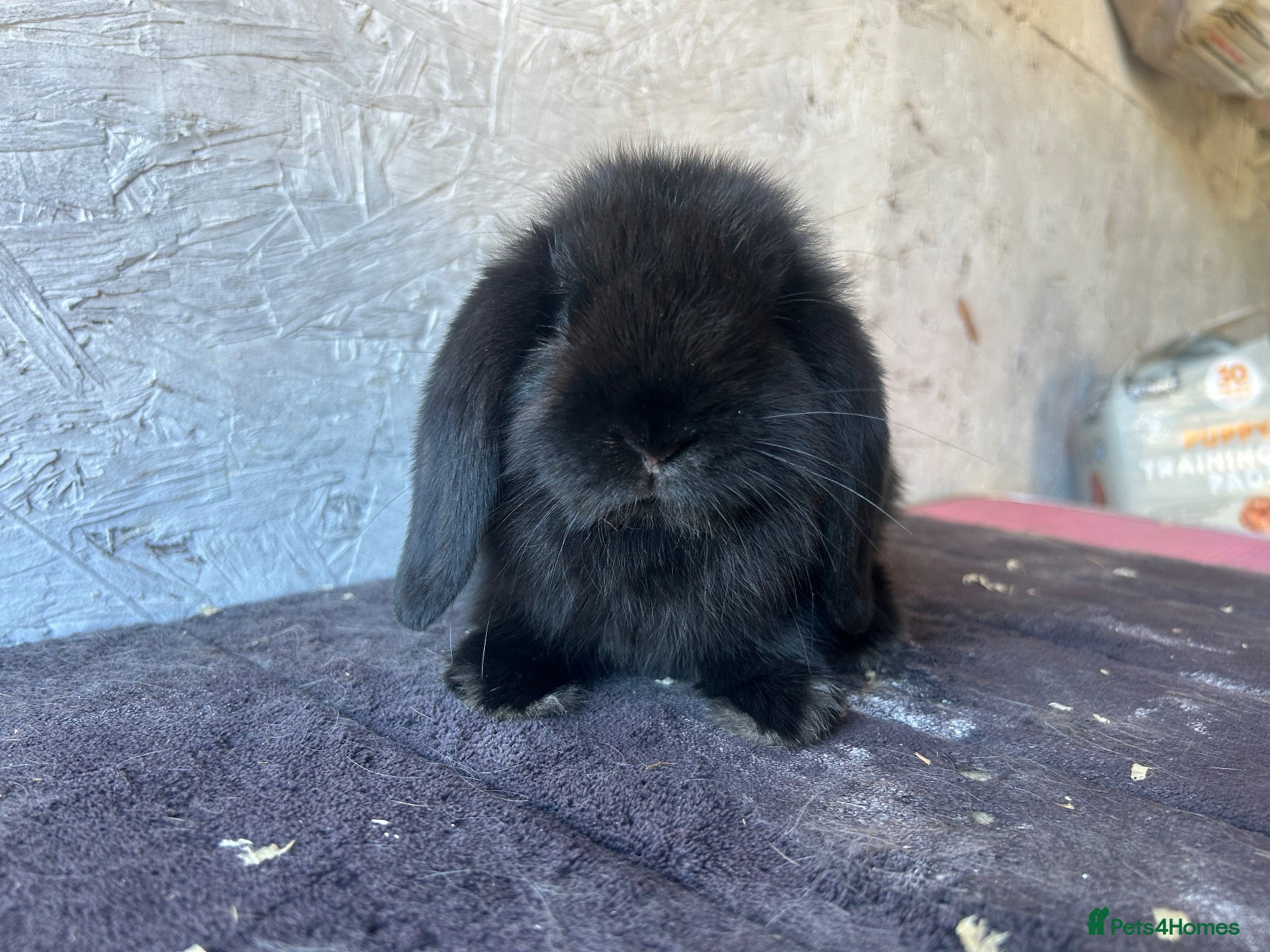 Mini Lop rabbits Mini lops - Advert 1