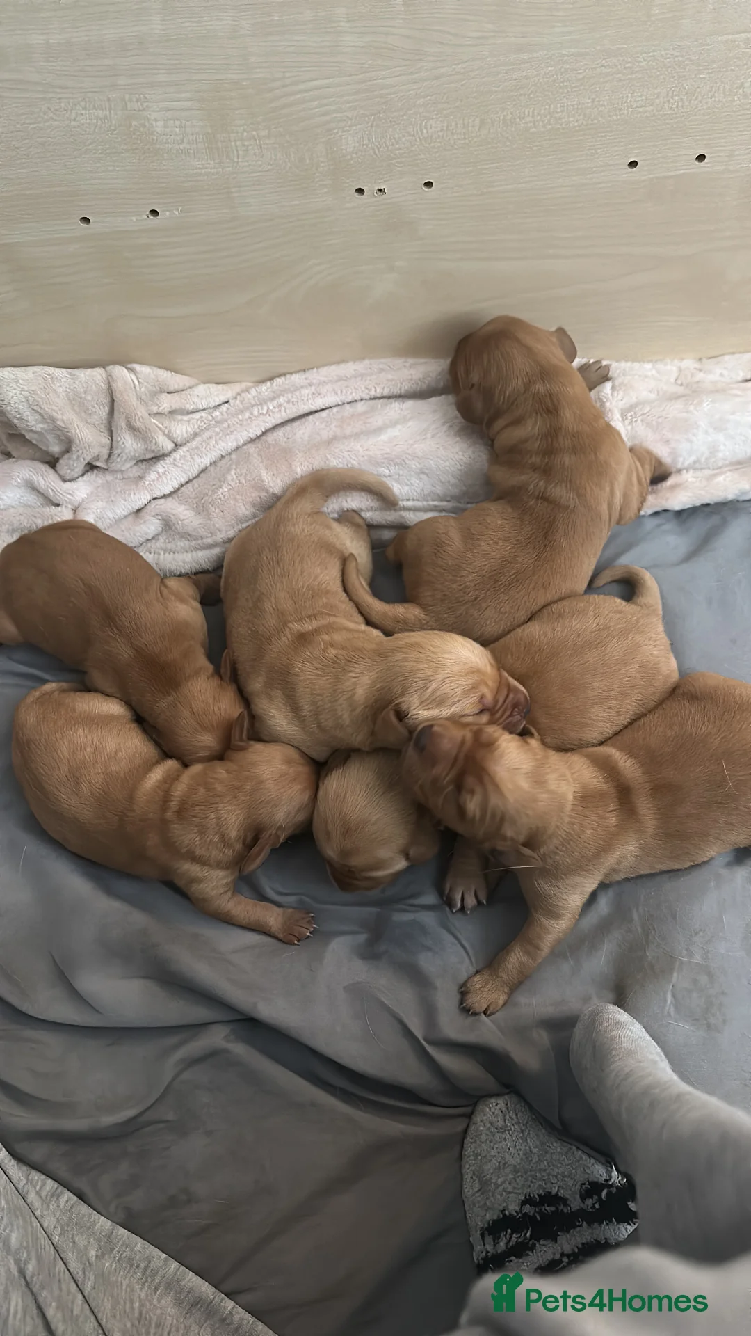 Labrador Retriever dogs for sale: 3 puppies  - Advert 10