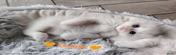 Ragdoll cats for sale: 6 beautiful pure ragdoll kittens in Bishop's Stortford - Advert 5