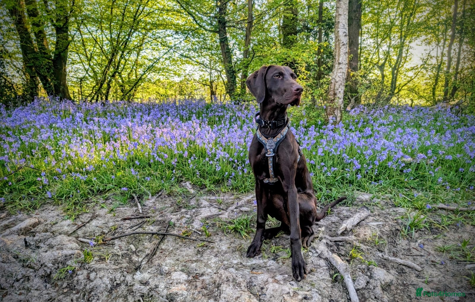 Mixed Breed dogs 11 month old male Pointer X Weimaraner  - Advert 2