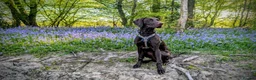 Mixed Breed dogs for sale: 11 month old male Pointer X Weimaraner  - Advert 1
