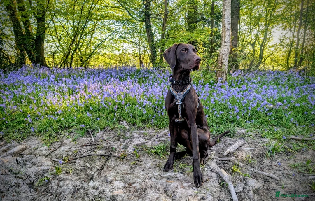 Mixed Breed dogs for sale: 11 month old male Pointer X Weimaraner  - Advert 1