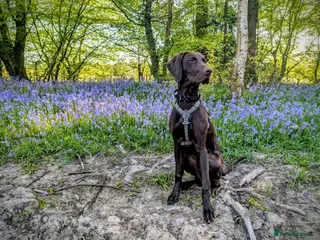 Mixed Breed dogs 11 month old male Pointer X Weimaraner - Advert 9