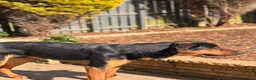 Mixed Breed dogs for sale: Hugo The Shepwiler - Advert 5