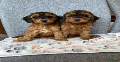 Cockapoo dogs - Advert 4