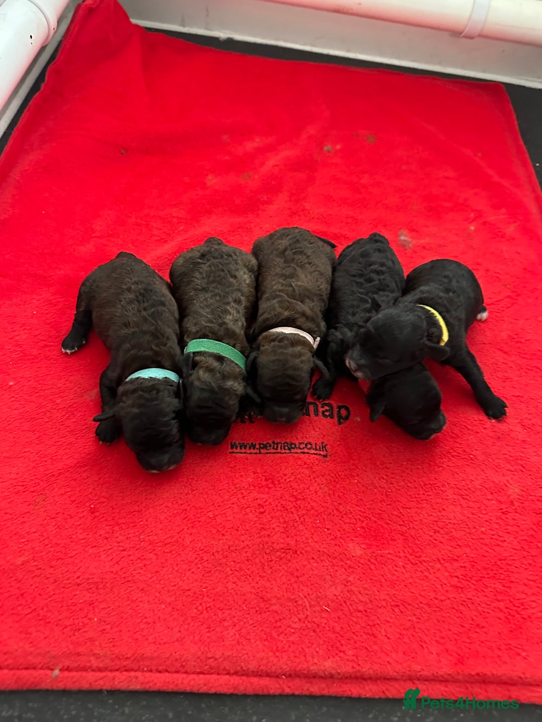 Toy Poodle dogs for sale: Kc Tiny toy poodles DNA 🧬 clear  - Advert 16