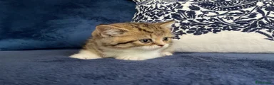 Tabby tort female