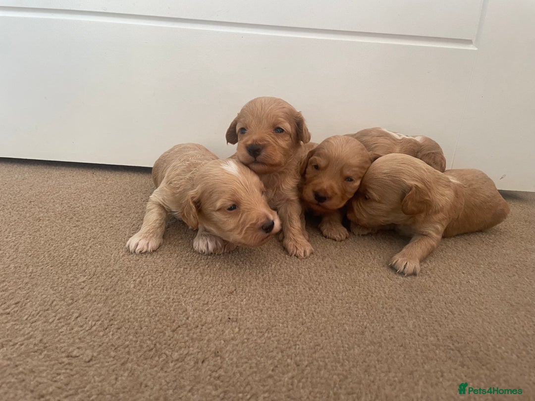 Cockapoo dogs for sale: Beautiful F2 Cockapoo Puppies - Image 18
