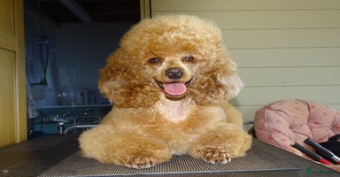 Miniature Poodle dogs - Advert 8