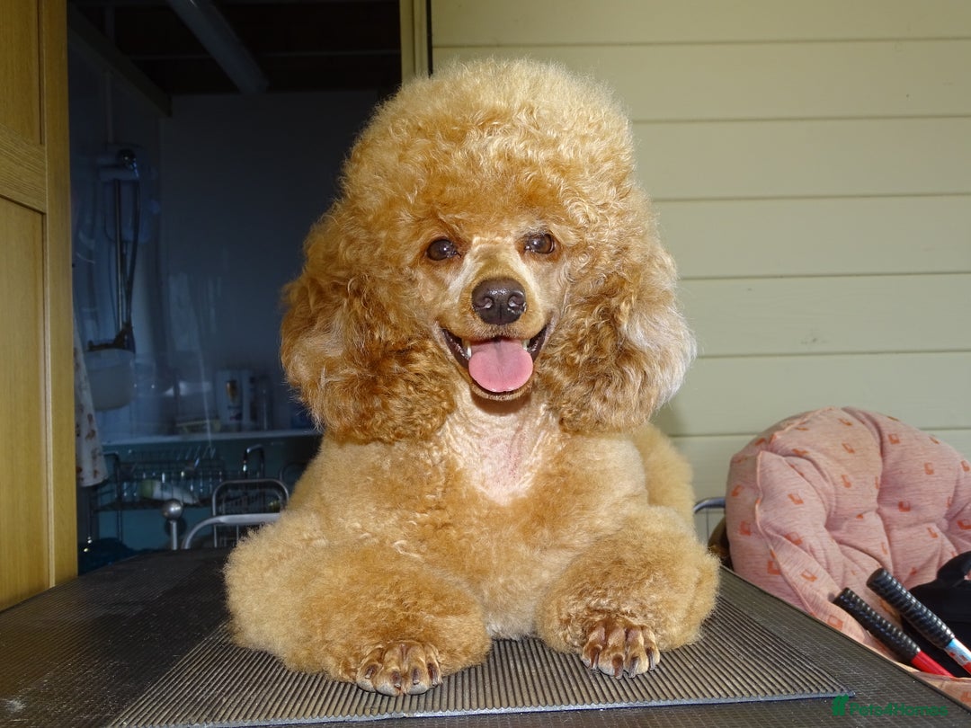 Miniature Poodle dogs for sale: Exquisite, DNA clear, puppies,  Slaves wanted! - Image 12