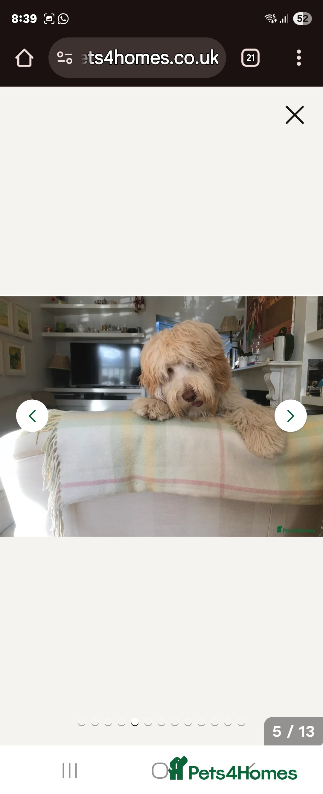 Double Doodle dogs for sale: Beautiful Double Doodles puppies  - Image 21