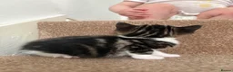 Domestic Shorthair cats for sale: 3x kittens available for loving forever home - Advert 3