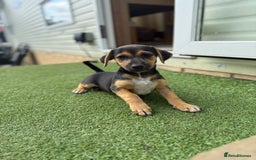 Jack Russell dogs for sale: 🐾Jack Russell Puppies🐾 - Image 27
