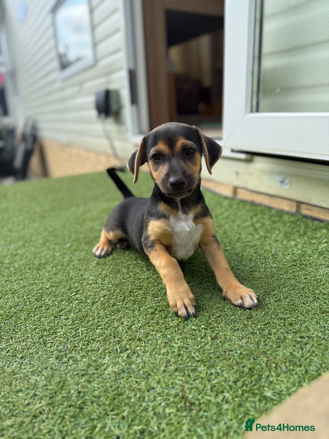 Jack Russell dogs for sale: 🐾Jack Russell Puppies🐾 - Image 27