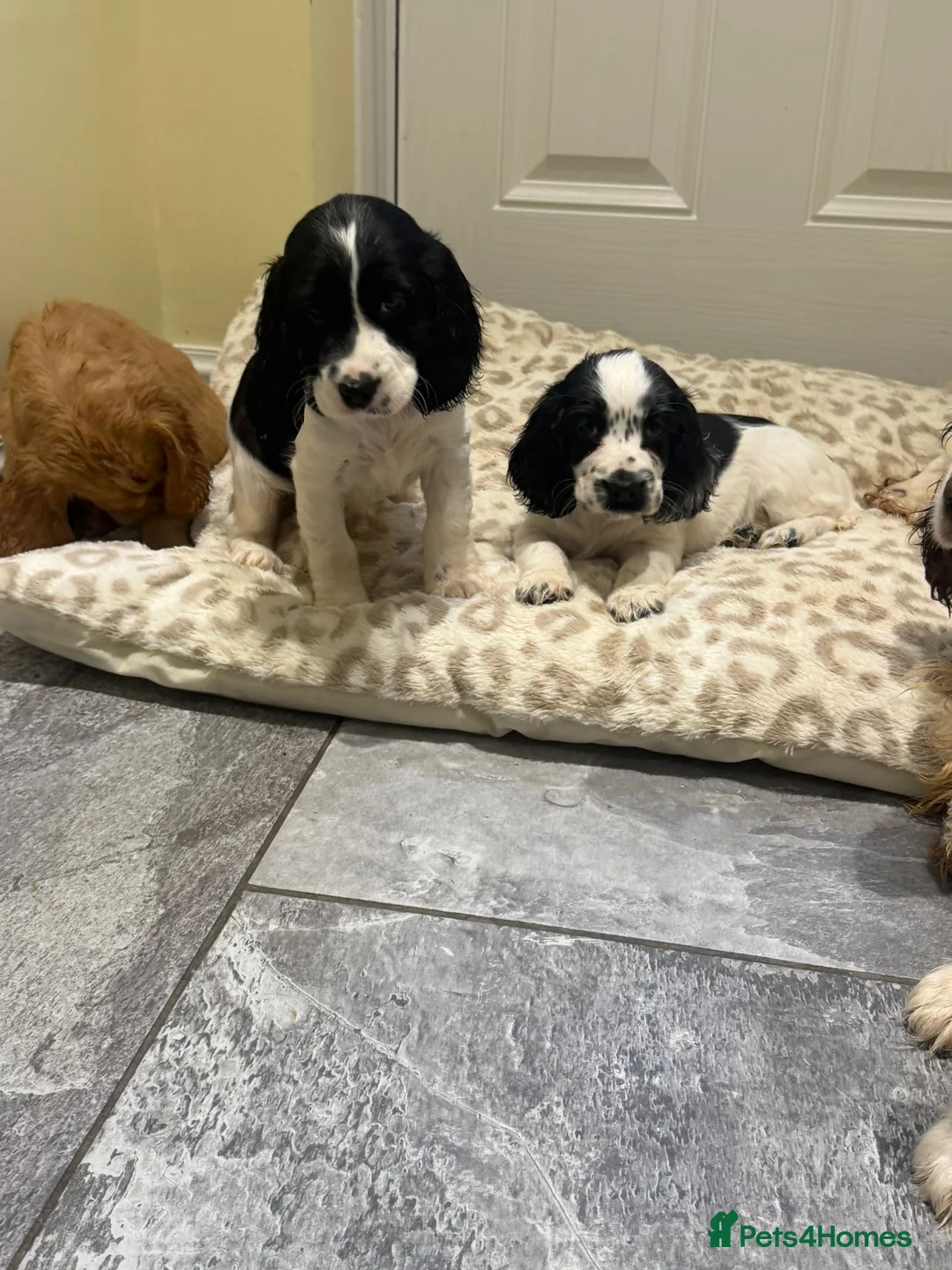 Cocker Spaniel dogs for sale: OUTSTANDING ADORABLE SHOW TYPE COCKER SPANIEL  - Advert 15