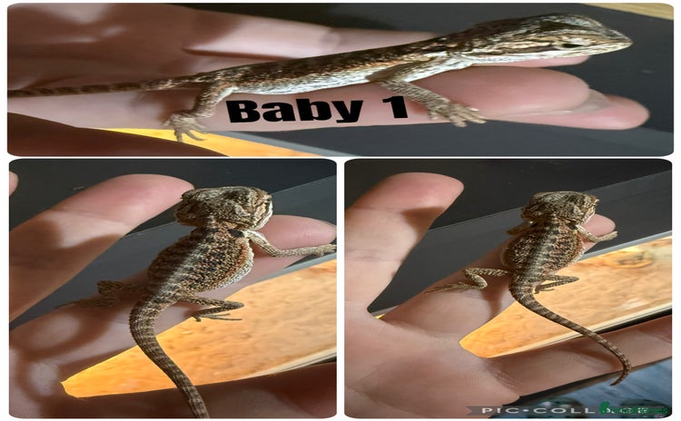 Bearded Dragon reptiles - Advert 4