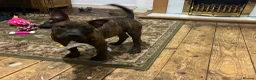 Mixed Breed dogs for sale: MIxed Frenchie Staffy shar Pei  - Advert 5