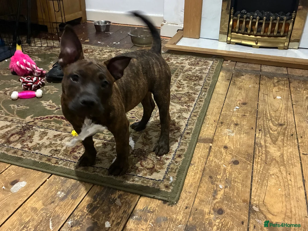 Mixed Breed dogs for sale: MIxed Frenchie Staffy shar Pei  - Advert 5
