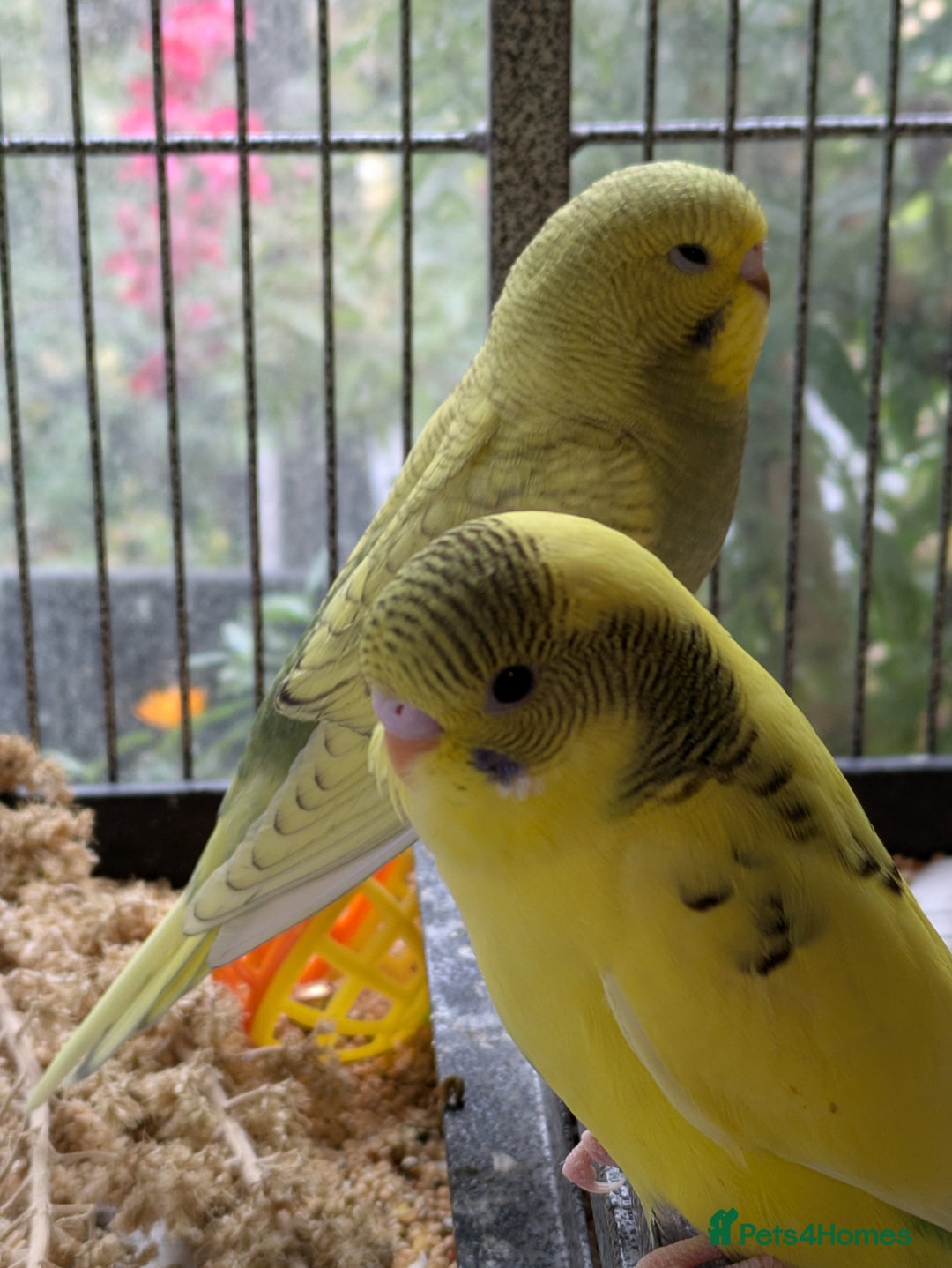 Budgerigars birds for sale: Beautiful baby budgies  - Image 2