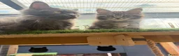 Maine Coon cats for sale: Blue smoke kittens from champion blood line - Advert 32
