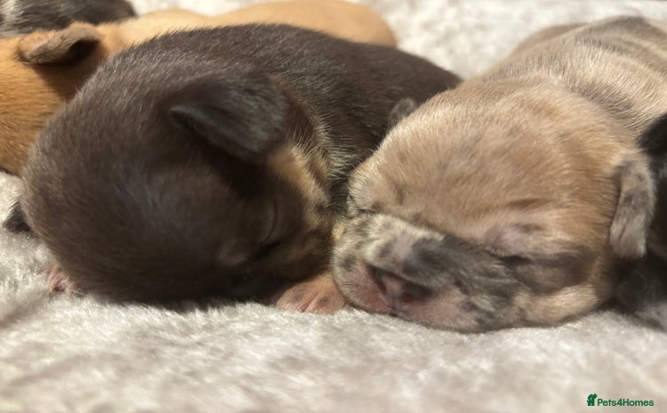 French Bulldog dogs - Advert 7