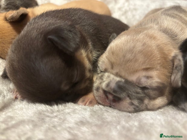 French Bulldog dogs - Advert 7