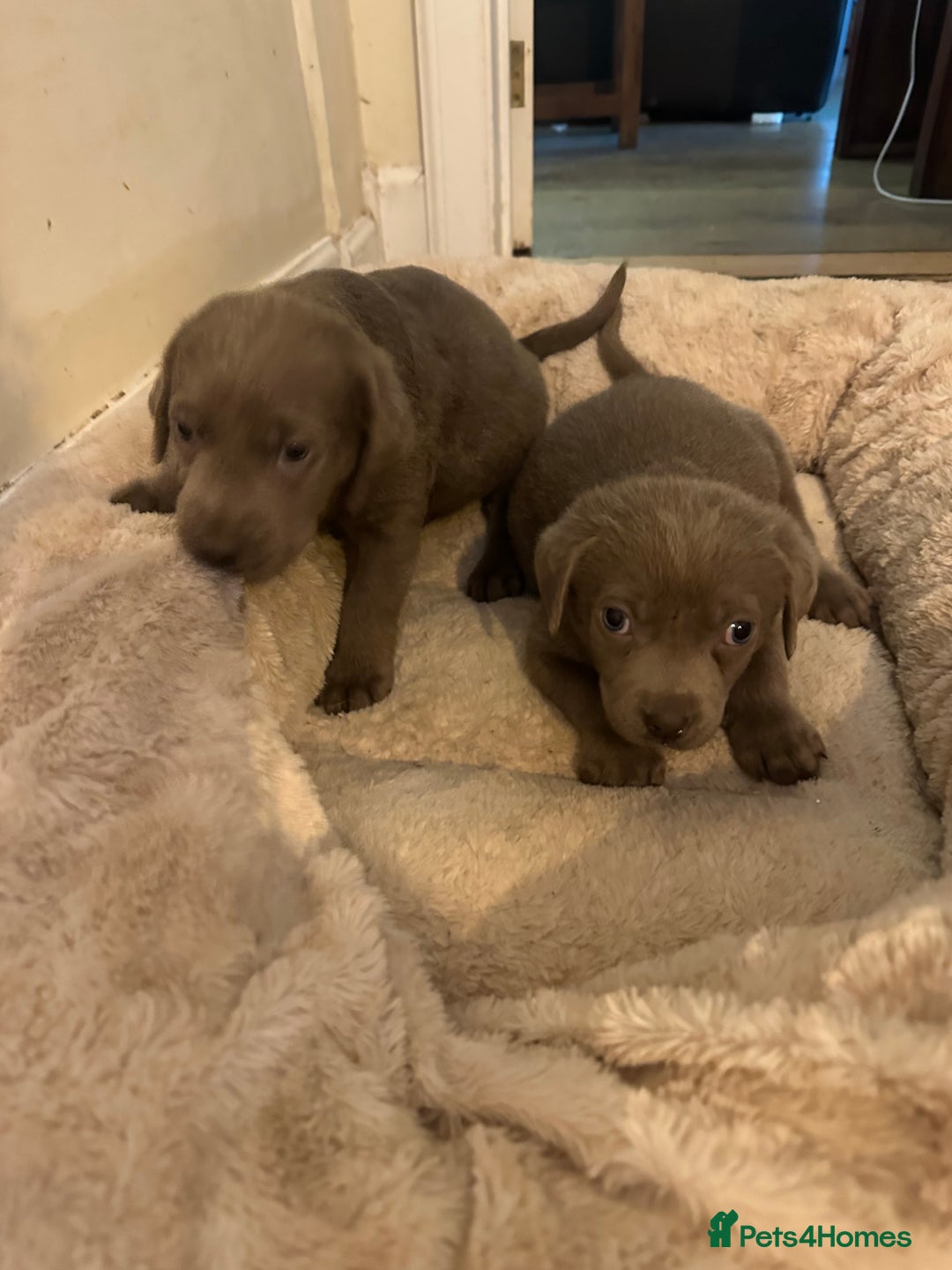 Labrador Retriever dogs for sale: 🔥 KC LABRADOR PUPPIES SILVER CHOCOLATE AND BLACK - Advert 30