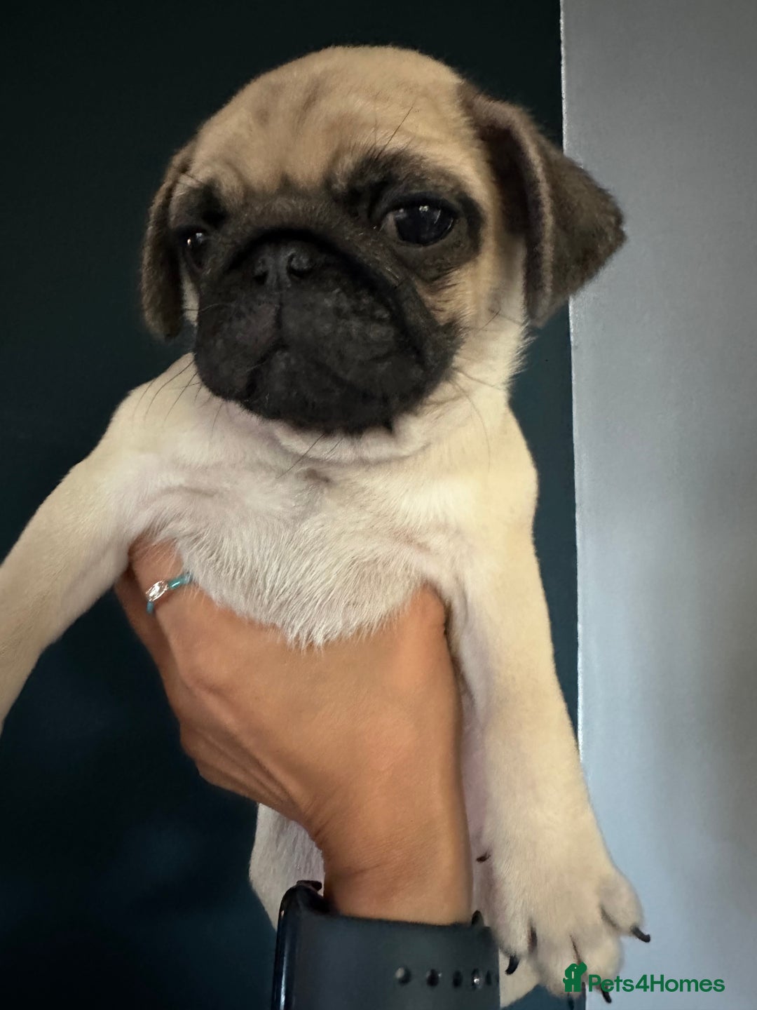 Pug dogs for sale: One cute pug puppies! £800 or best offer  - Image 16