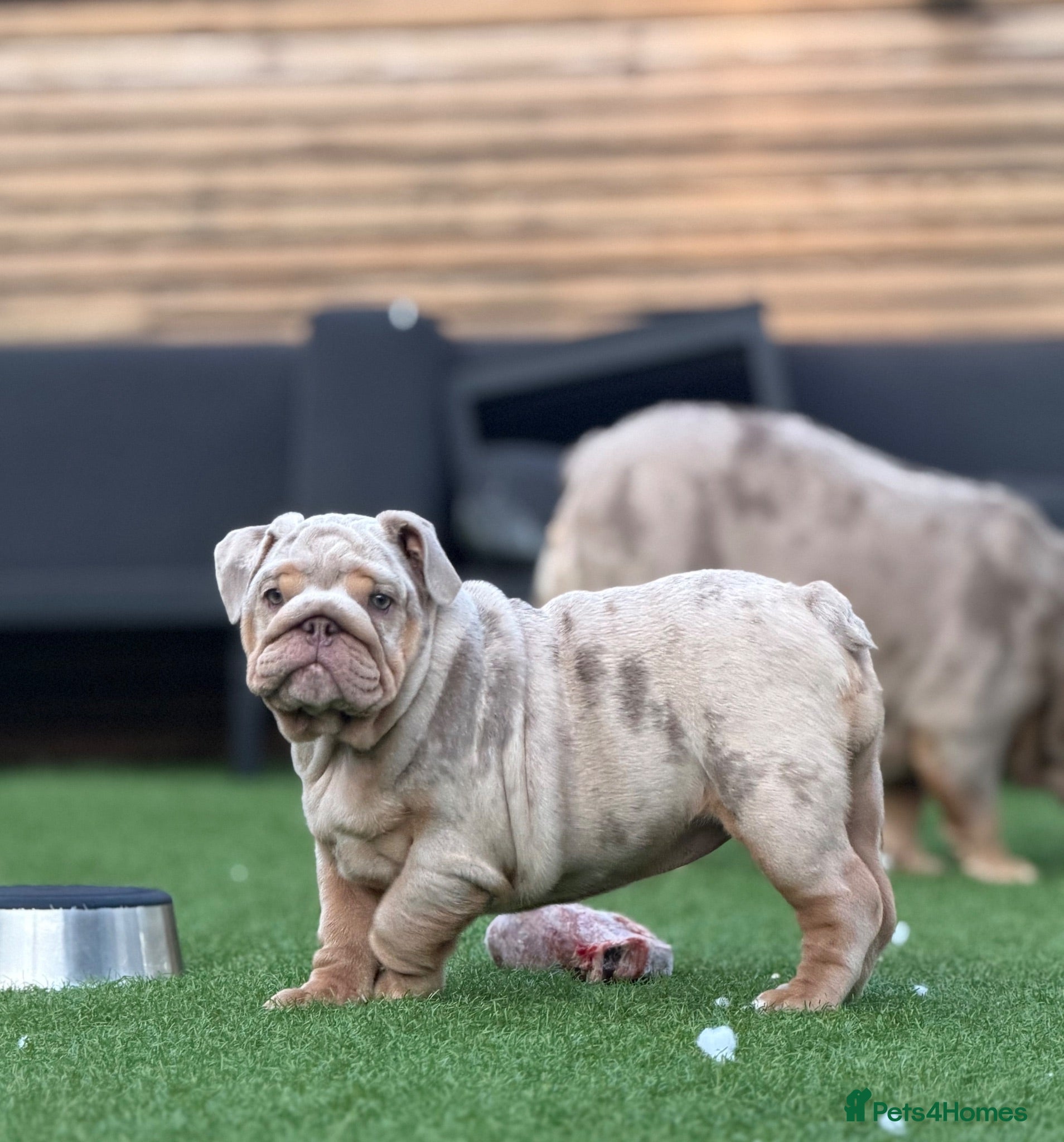 English Bulldog dogs 🔥 Epic Bullyz Major Daughter X Posher Turkish 🔥  - Advert 1