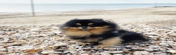 Pomeranian dogs for stud: Sunning Proven KC Black and Tan Pomeranian Stud in Ebbw Vale - Advert 9