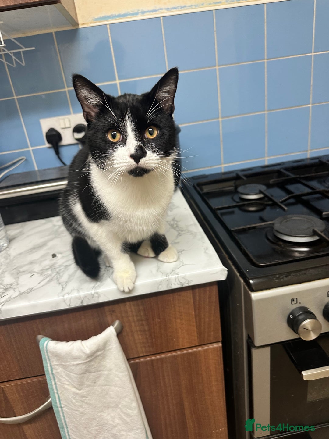 Domestic Shorthair cats for sale:  Beautiful cats looking for new home - Image 2