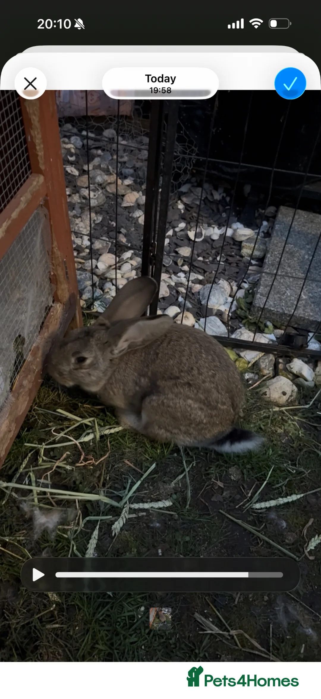 Continental Giant rabbits for sale: Agouti Continental giant buck for sale  - Advert 1