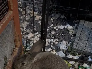 Continental Giant rabbits Agouti Continental giant buck for sale - Advert 11