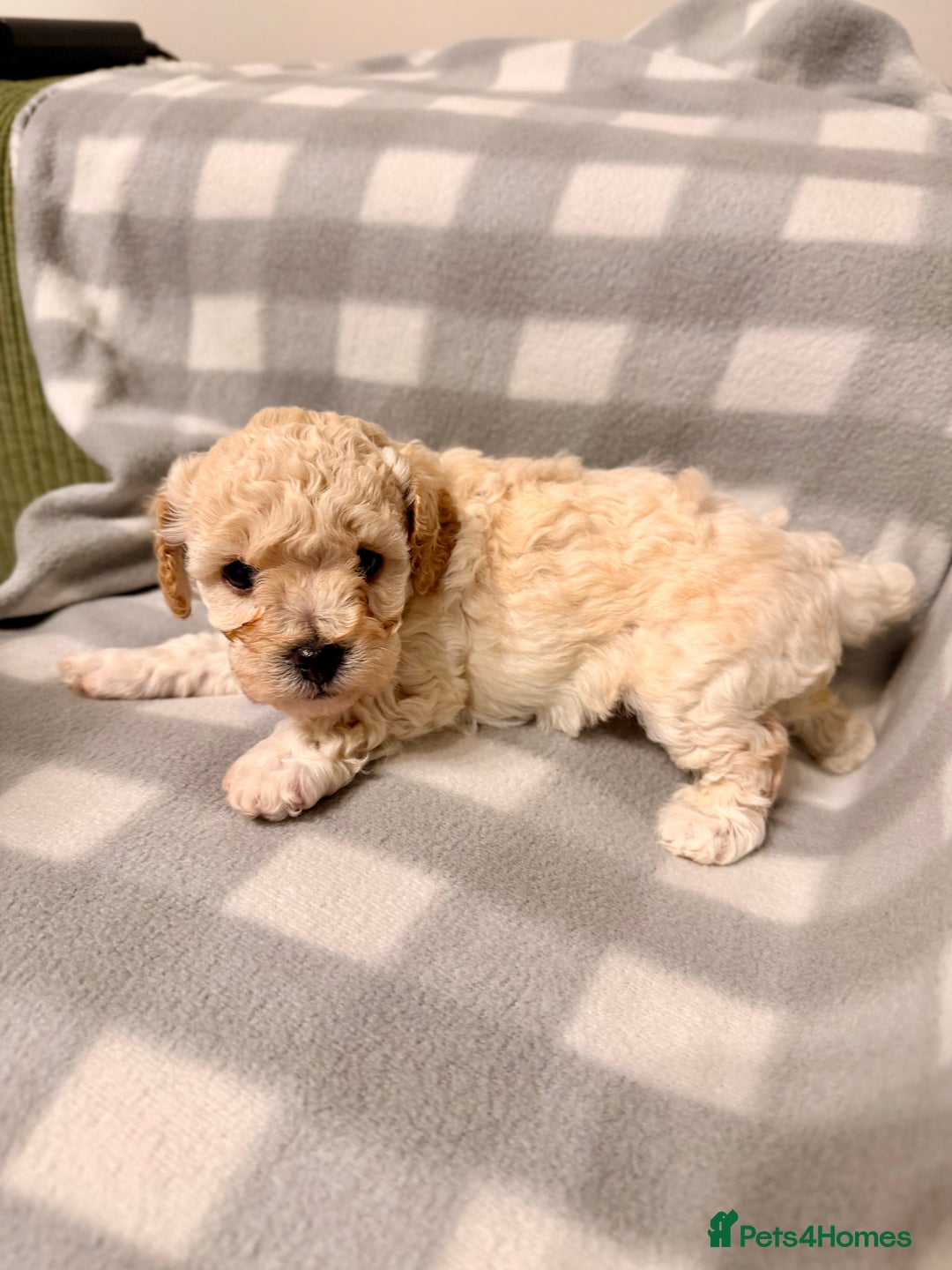 Cavapoochon dogs for sale: Cavapoochon Puppies Available From 12th January - Advert 17
