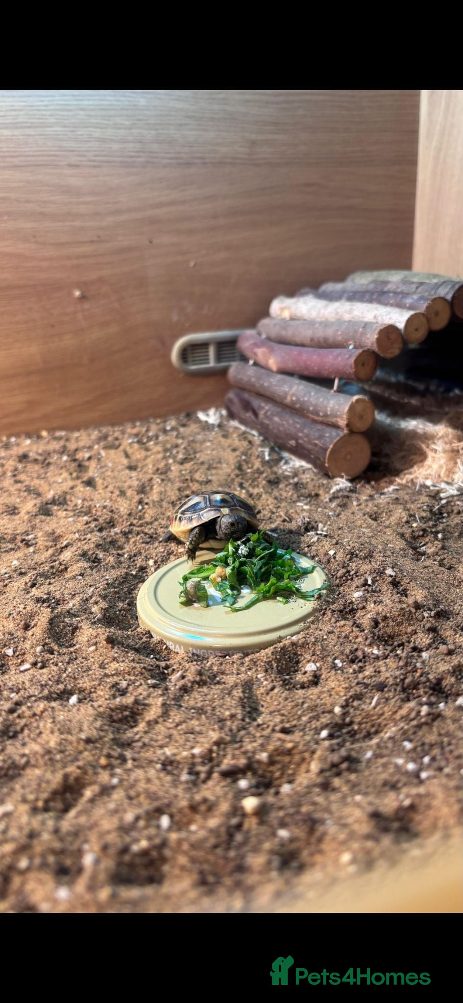 Tortoise reptiles 6 month female Hermmans Tortoise with Small Viv - Advert 1