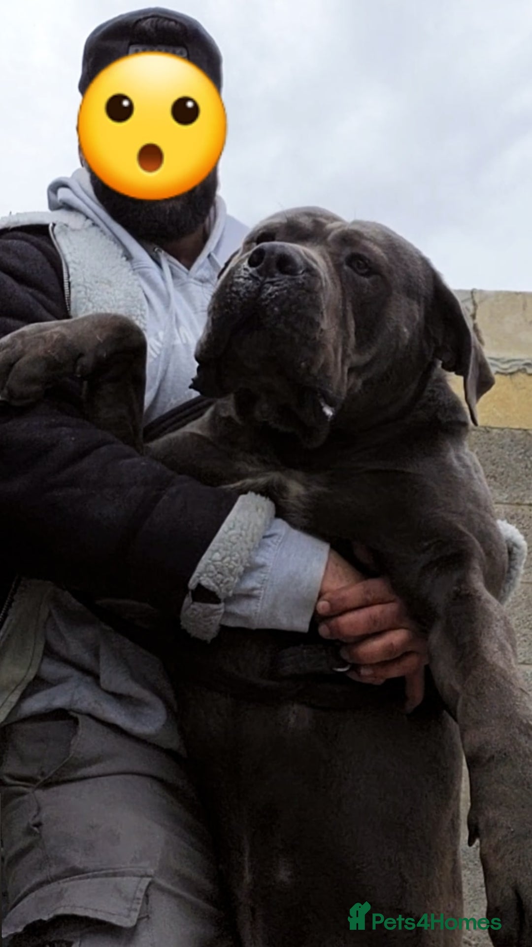 Cane Corso dogs for sale: Stunning Blue Cane Corso Puppies  - Image 1