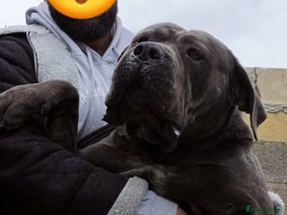 Cane Corso dogs - Advert 18