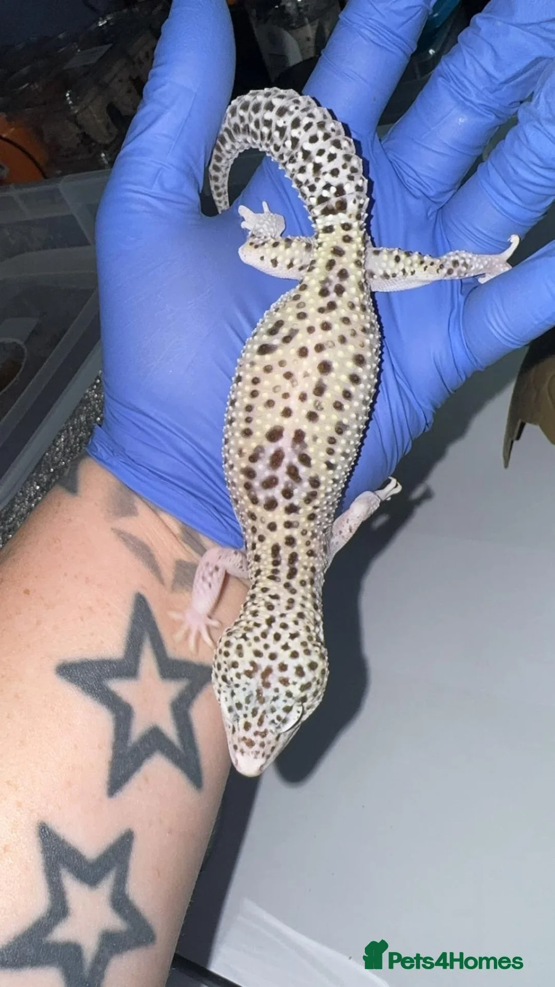 Leopard Gecko reptiles for sale: Various Leopard Geckos  - Advert 3