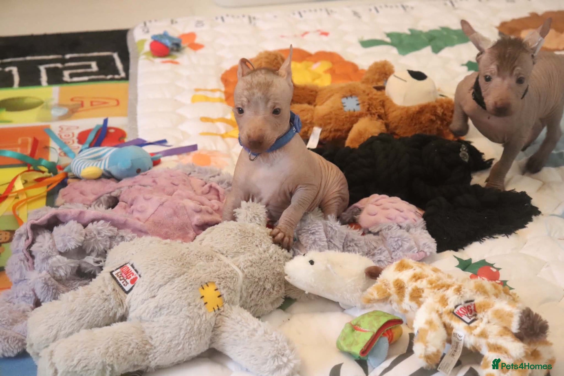 Mexican Hairless dogs NEW intermediate size 2000 - Advert 2