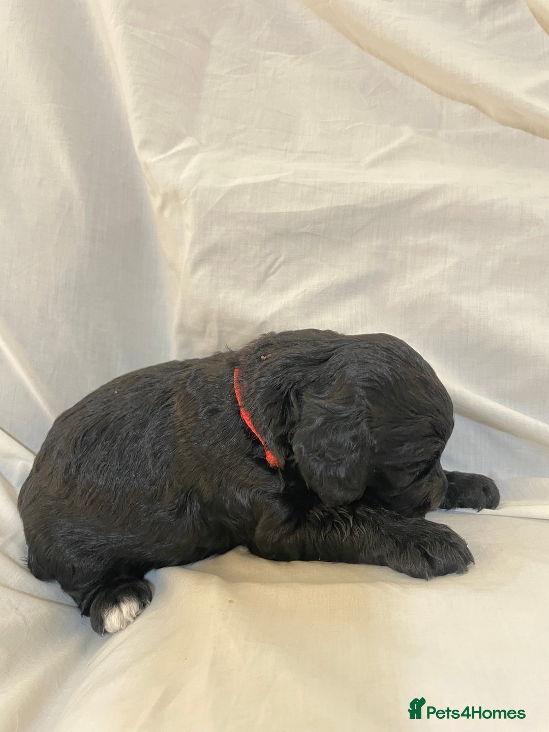 Sproodle dogs for sale: F1 Miniature Sproodles from Health Tested Parents. - Image 16