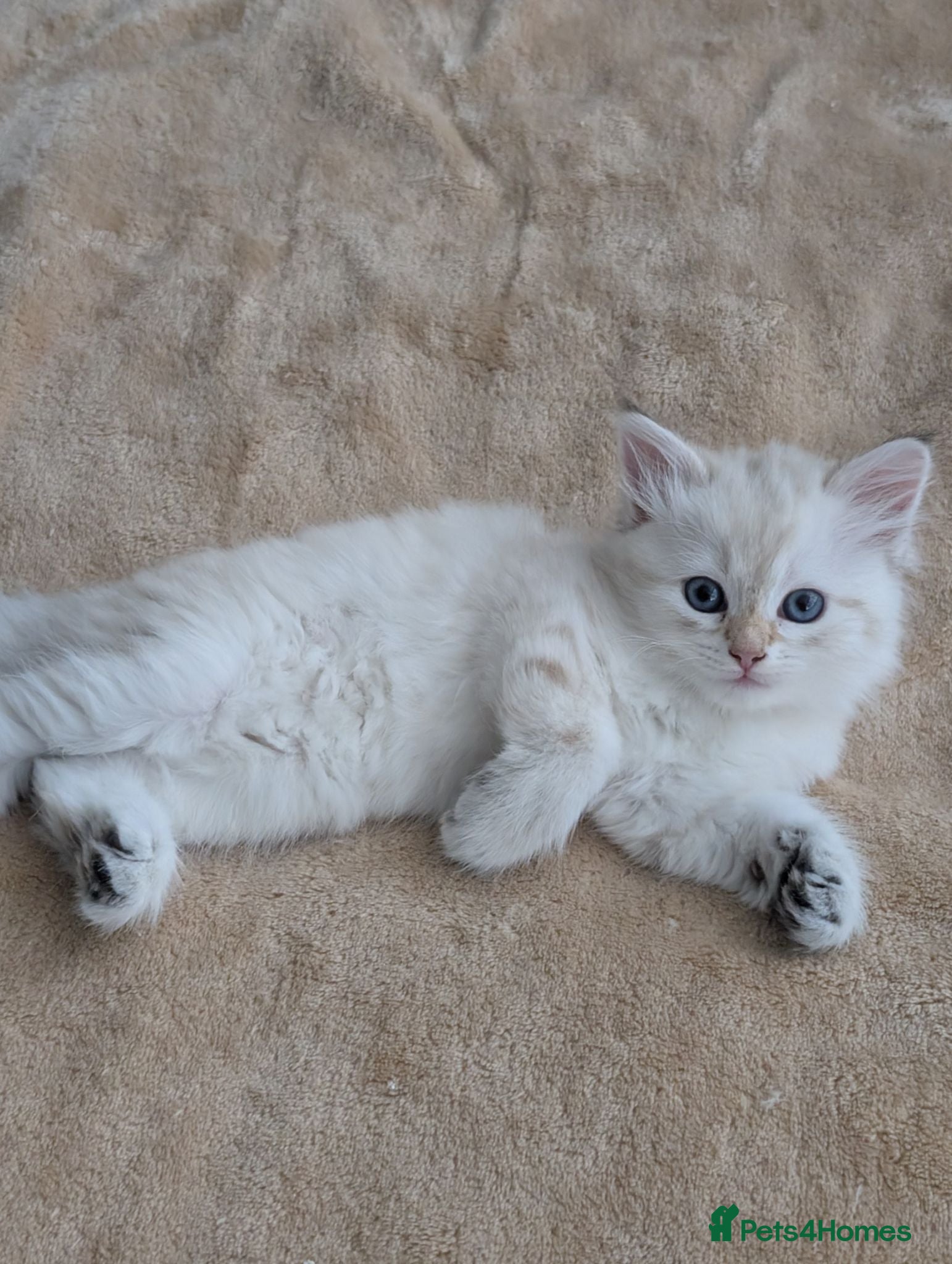 Siberian cats Siberian kitten  - Advert 2