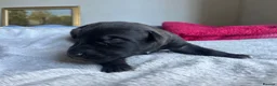 Lurcher dogs for sale: Bedlington/whippet lurcher puppies  - Advert 3