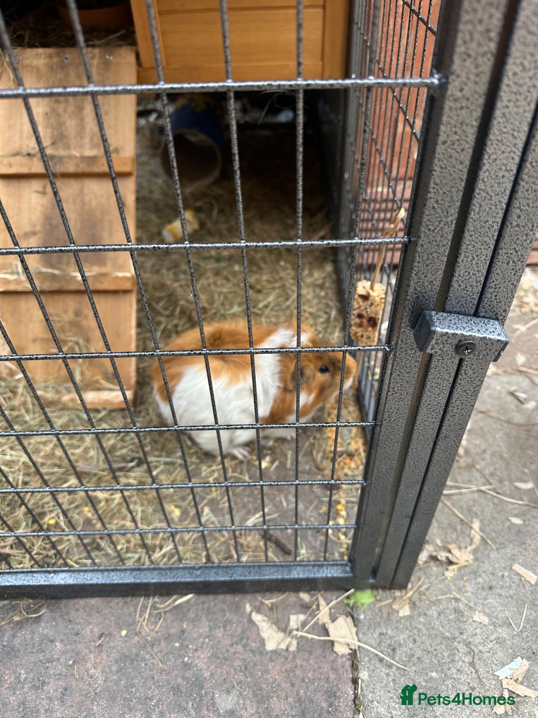 Guinea Pig rodents for sale: Male guinea pig  - Image 2