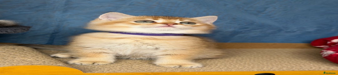 British Shorthair Kitten 3