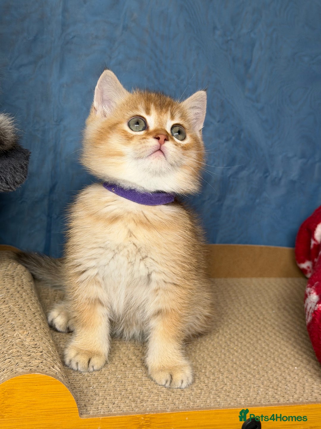 British Shorthair cats for sale: AdorableBritish shorthair silver/golden kitensTICA - Image 14