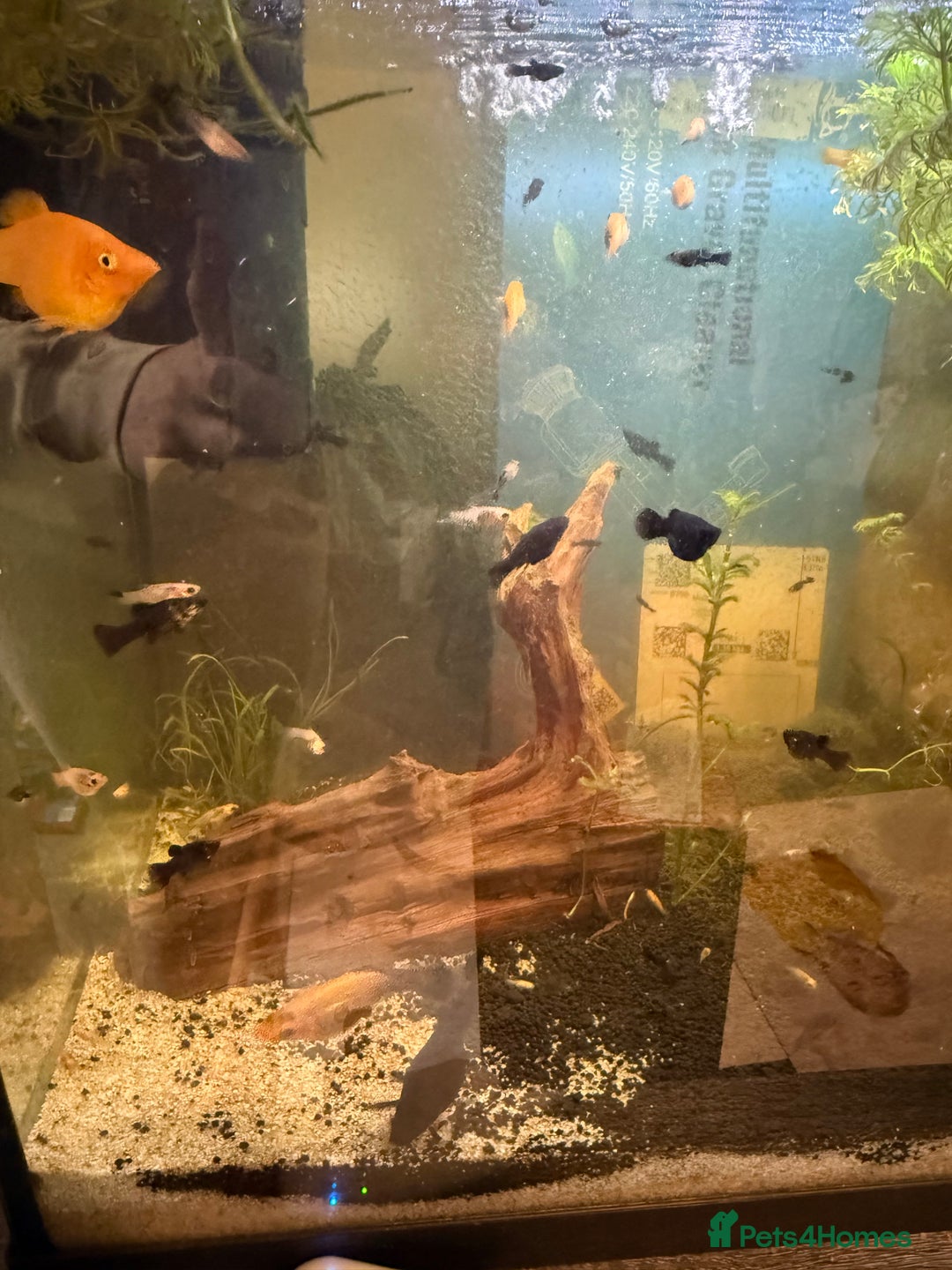 Mollies fish for sale: Mollie and guppie young fish and fry - Advert 2